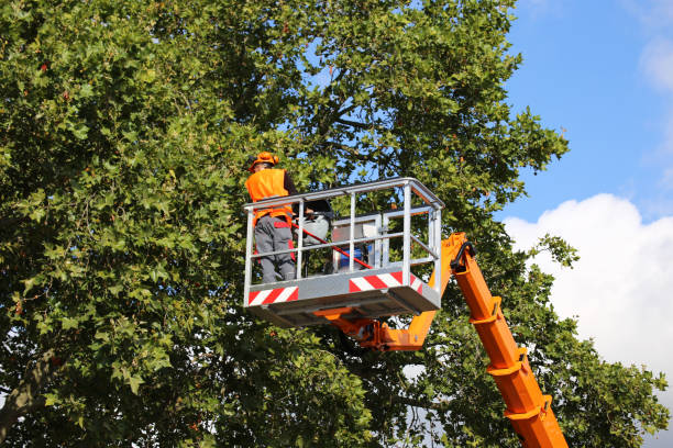 Tree and Shrub Care in Henderson, TX