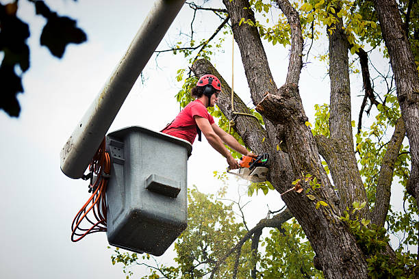 Best Tree Risk Assessment  in Henderson, TX