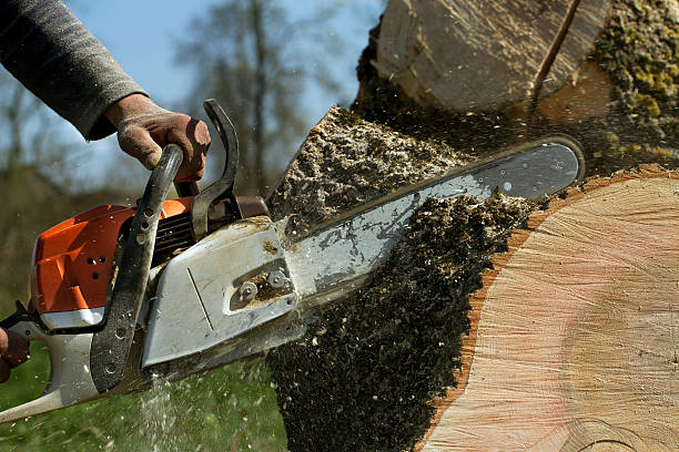 Best Tree Mulching  in Henderson, TX