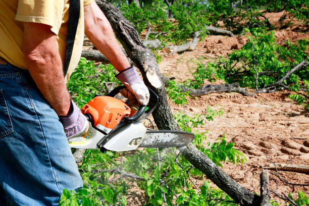 Lawn Renovation and Restoration in Henderson, TX